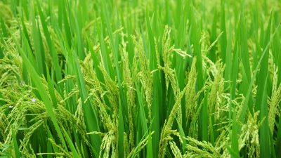 Tak Hanya Kekeringan, Dinas Ketahanan Pangan Ungkap Pemicu Lonjakan Harga Beras di Jateng