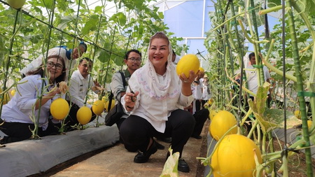 Panen Melon,