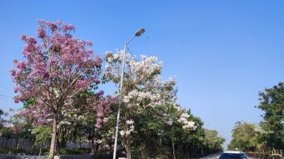 Bunga Tabebuya Bermekaran Bikin Kota Semarang Serasa Jepang, Ini Kata Mbak Ita