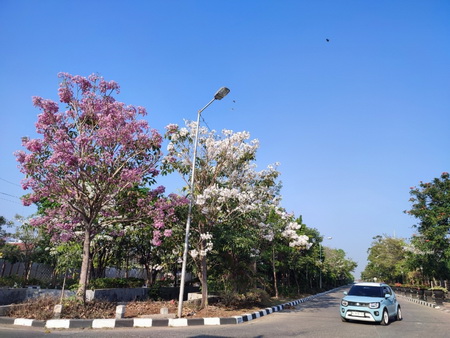 Bunga Tabebuya Bermekaran