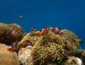 Snorkeling Karimunjawa