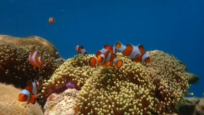 Nikmati Pesona Bawah Laut dengan Harga Terjangkau, Snorkeling Jadi Andalan Wisatawan Karimunjawa
