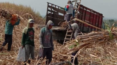 Program ATM Perhutani Serap Tenaga Lokal Ratusan Orang