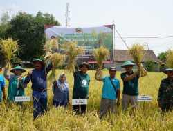 Petani di Blora Panen Raya Padi Organik