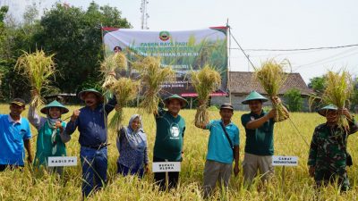 Petani di Blora Panen Raya Padi Organik
