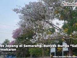 Video Vibes Jepang di Semarang, Banyak Bunga “Sakura” Bermekaran