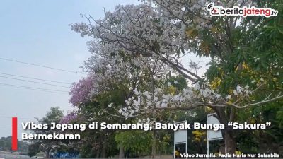 Video Vibes Jepang di Semarang, Banyak Bunga “Sakura” Bermekaran