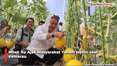 Video Mbak Ita Ajak Masyarakat Tanam Melon saat Kemarau