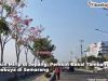 Tabebuya Semarang