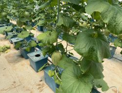 Mampu Hasilkan 8 Ton Tiap 9 Hari, Ini Keunggulan Budidaya Melon Hidroponik ala Laguna Greenhouse