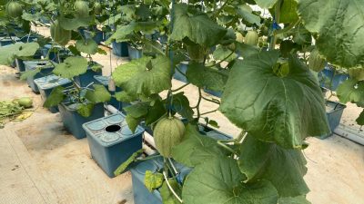 Mampu Hasilkan 8 Ton Tiap 9 Hari, Ini Keunggulan Budidaya Melon Hidroponik ala Laguna Greenhouse