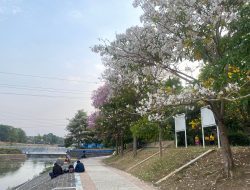 Seperti di Jepang, Taman Bendungan Pleret Semarang Bermekaran Bunga ‘Sakura’, Begini Penampakannya