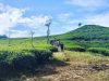 kebun teh medini