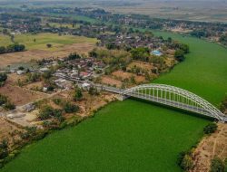 Tanaman Eceng Gondok Penuhi Sungai Bengawan Solo di Bojonegoro, Ternyata ini Manfaatnya