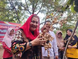 Mbak Ita Panen Kelengkeng Hawai, Buahnya Unik Berkulit Putih dan Manis Cocok Dikembangkan di Semarang