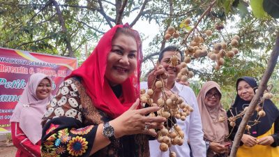 Mbak Ita Panen Kelengkeng Hawai, Buahnya Unik Berkulit Putih dan Manis Cocok Dikembangkan di Semarang