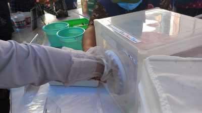 Pemkot Semarang Gencar Sosialisasikan Penggunaan Nyamuk Wolbachia
