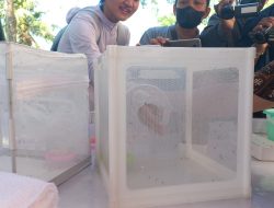IDI Kota Semarang: Nyamuk Wolbachia Efektif Tekan Angka Demam Berdarah