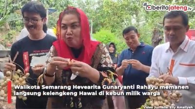 Video Rasanya Manis Buahnya Besar, Kelengkeng Hawai Dikembangkan di Ngaliyan