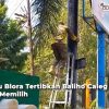 penertiban baliho caleg Blora