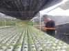 tanaman salada terancam gagal panen