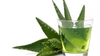 Lidah Buaya Tanaman Hias yang Memiliki Banyak Manfaat, Cek di Sini