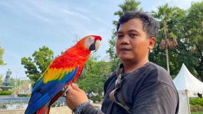 Kisah Rizal Melatih Burung Macaw “Free Fly”, Dipasangi GPS Agar Tidak Hilang