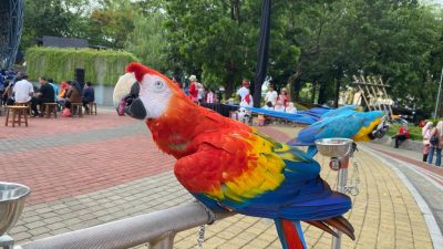 Mengenal Burung Macaw, Burung Cantik yang Harganya Bisa Mencapai Ratusan Juta Rupiah