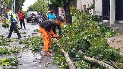 Hujan Disertai Angin, Sejumlah Pohon Tumbang Halangi Jalan di Blora