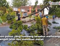 Video Hujan Deras di Blora, Sejumlah Pohon Tumbang