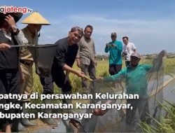 Video Ketua DPRD Jateng Panen Mina Padi di Karanganyar
