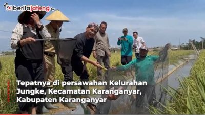 Video Ketua DPRD Jateng Panen Mina Padi di Karanganyar