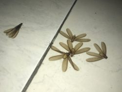 Cara Cepat dan Efektif Usir Laron di Musim Hujan, Anti Gagal!
