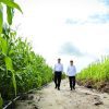 Food Estate Gunung Mas