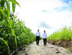 Gibran Sebut Food Estate Ada Bagian yang Berhasil, Walhi: Tanam Singkong, Panennya Jagung