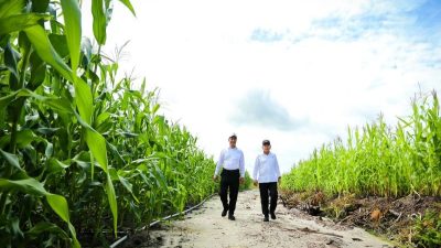 Gibran Sebut Food Estate Ada Bagian yang Berhasil, Walhi: Tanam Singkong, Panennya Jagung