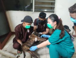 Kondisi Memprihatinkan Ratusan Anjing Jagal, Kena Cacing Jantung hingga Terindikasi Rabies