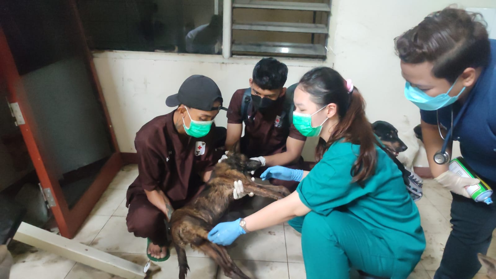 Anjing Jagal | Anjing Selundupan