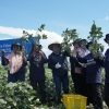 bank bjb Petani Panen Raya Edamame