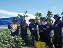 Berkat Skema KUR bank bjb, Petani Mitra Binaan di Jateng Gelar Panen Raya Edamame