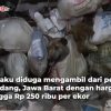 sindikat jagal anjing