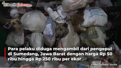 Video Sindikat Jagal Anjing Banderol Harga Rp 40 Ribu per Kilogram, Dijual ke Warung-Warung di Solo