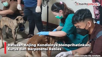 Video Update Kondisi Terkini Ratusan Anjing yang Hendak Dikirim ke Tempat Penjagalan