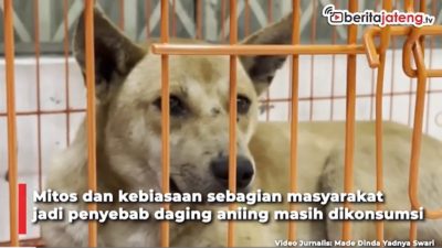 Video Ini Penyebab Konsumsi Daging Anjing di Jateng Tinggi
