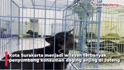 Video Konsumsi Daging Anjing di Solo Paling Tinggi, Gibran Kena Senggol