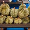 tips memilih durian