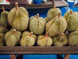 Harus Perhatikan Beberapa Hal, Inilah 7 Tips Memilih Buah Durian yang Enak dan Berkualitas