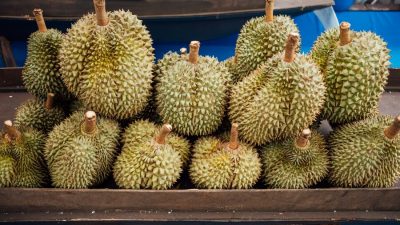 Harus Perhatikan Beberapa Hal, Inilah 7 Tips Memilih Buah Durian yang Enak dan Berkualitas