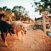 ilustrasi anjing | Daging Anjing