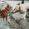 ilustrasi anjing